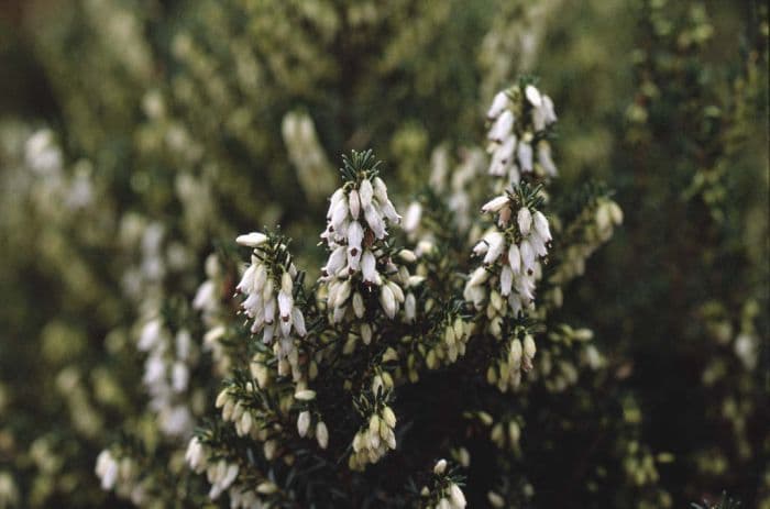 Irish heath 'W.T. Rackliff'