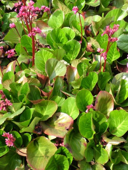 elephant's ears 'Bressingham Ruby'