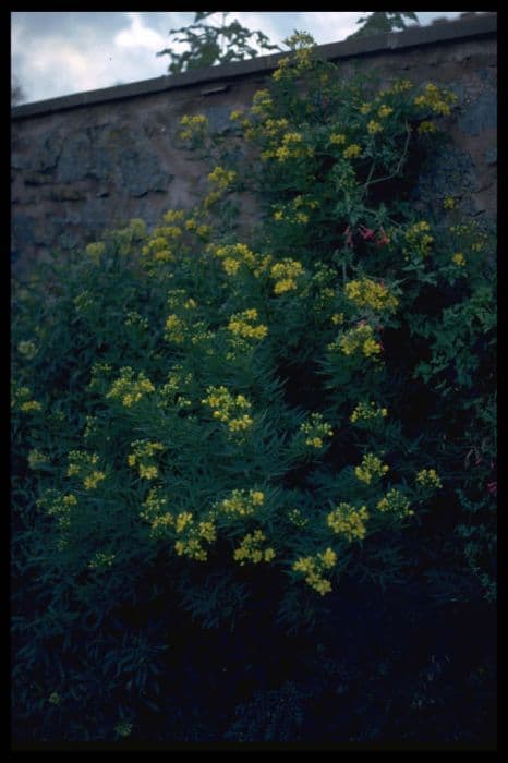 flowery senna