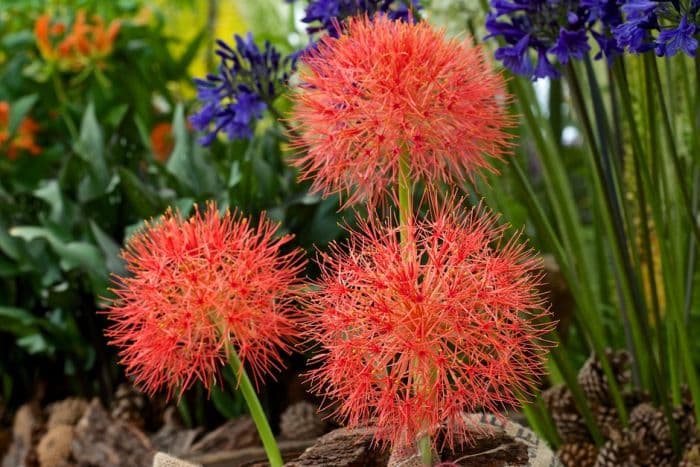 Katherine blood lily