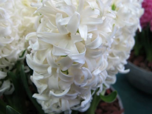 Hyacinth 'White Pearl'