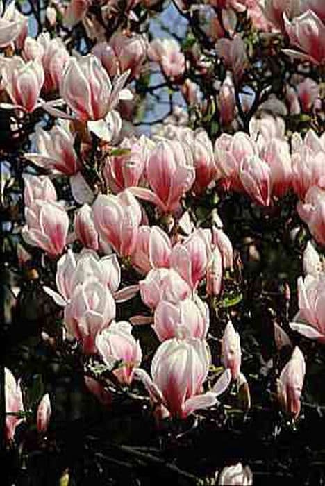 Saucer magnolia 'Etienne Soulange-Bodin'