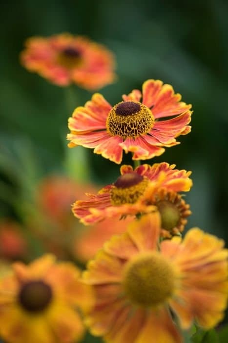 Sneezeweed