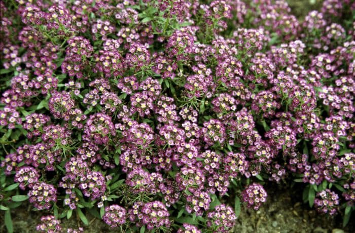 sweet alyssum 'Easter Bonnet Violet'