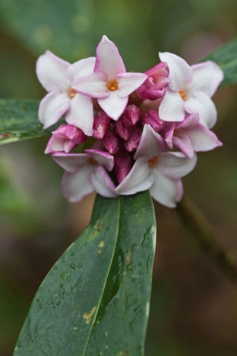 winter daphne 'Walberton'