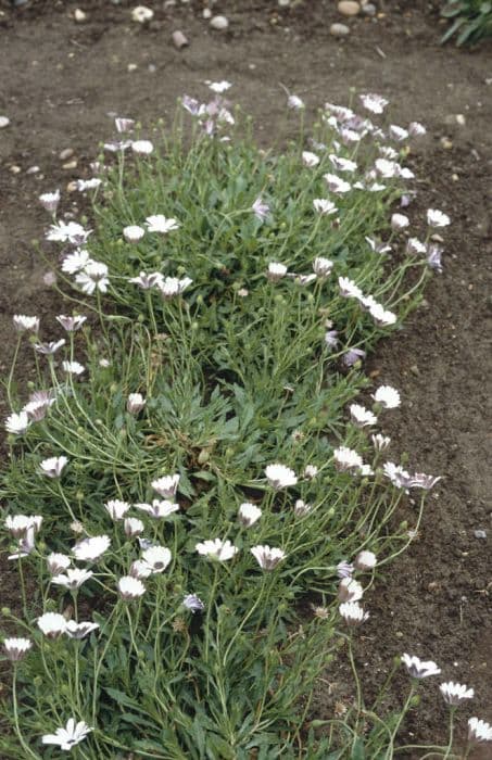 African daisy 'White Pim'