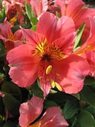 Peruvian lily 'Roselind'