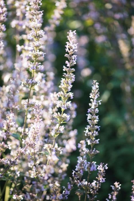 naked catmint 'Lake Sevan'