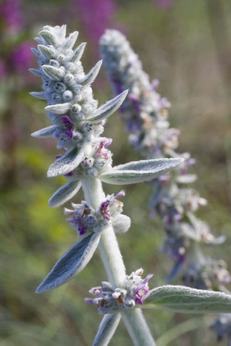 lamb's ear