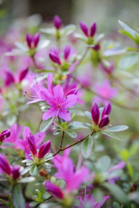 rhododendron 'Hatsu-giri'