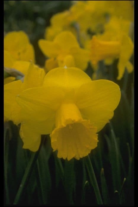 daffodil 'Grasmere'