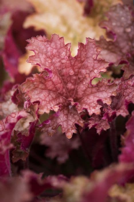 alum root 'Ginger Peach'