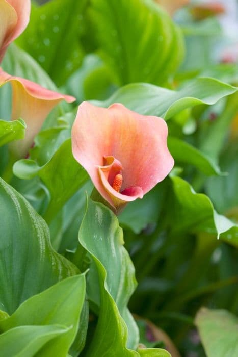 arum lily 'Captain Brunello'