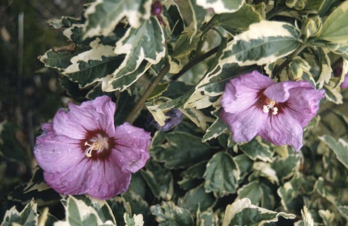 rose of Sharon 'Meehanii'