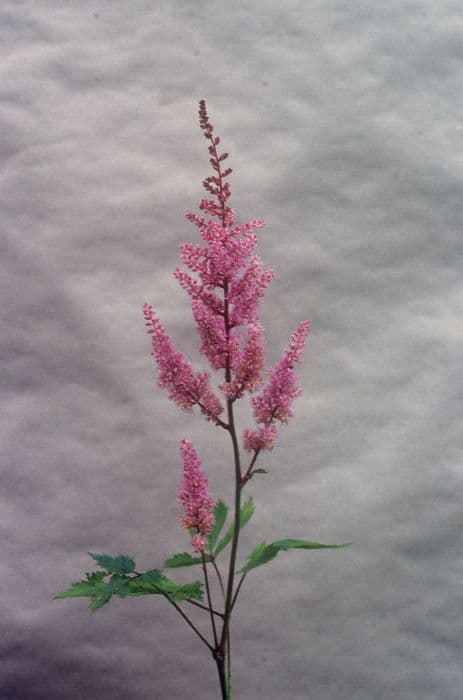 dwarf Chinese astilbe 'Serenade'