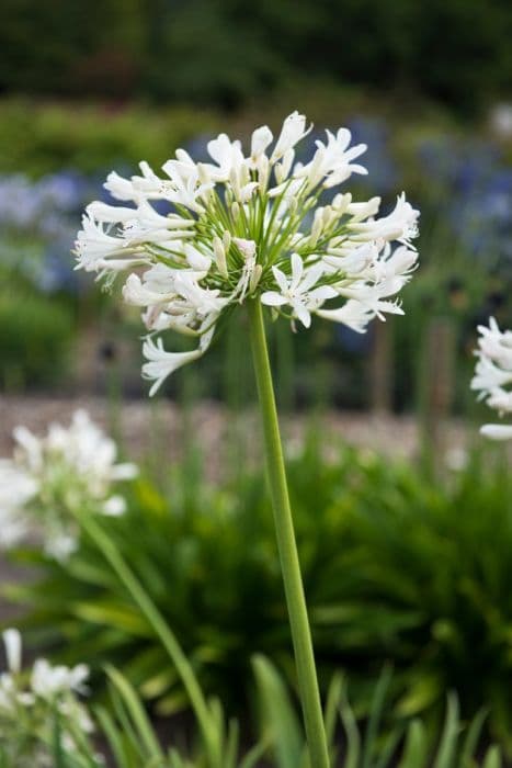 African lily 'Albiflorus'