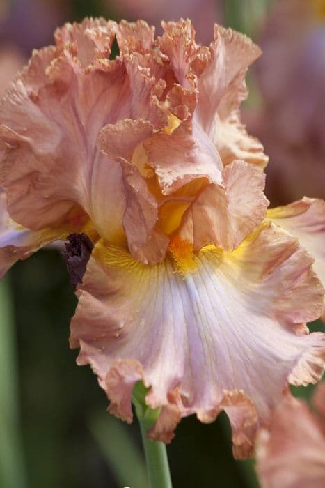 iris 'High Roller'