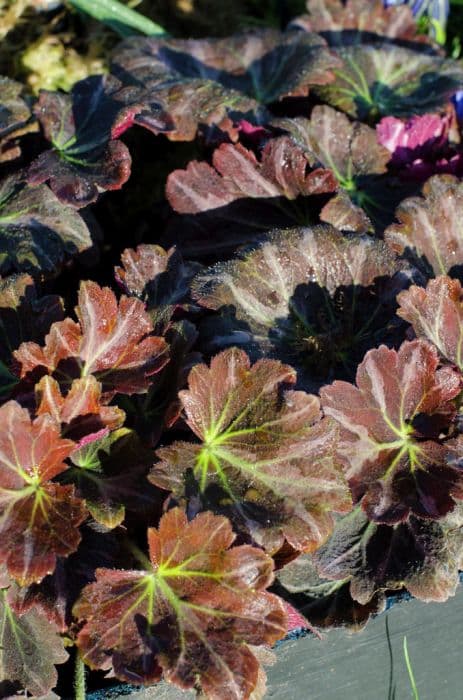 saxifrage 'Silver Velvet'