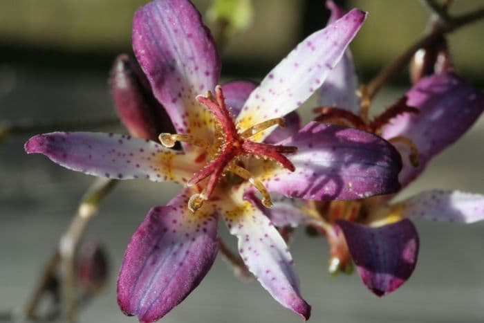 toad lily 'Taipei Silk'