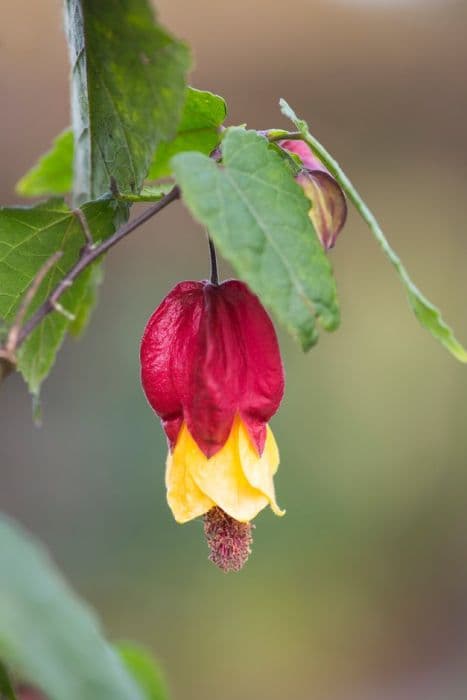 abutilon 'Wakehurst'