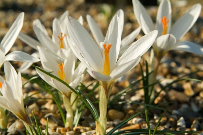 Maly crocus 'Ballerina'