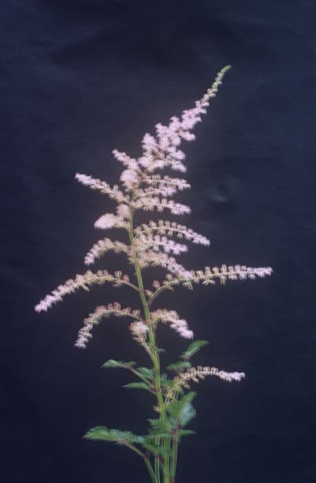 astilbe 'Inshriach Pink'