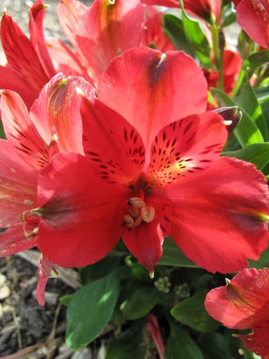 Peruvian lily [Inticancha Red]