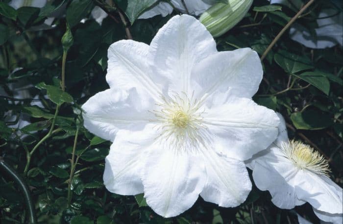 clematis 'Gillian Blades'