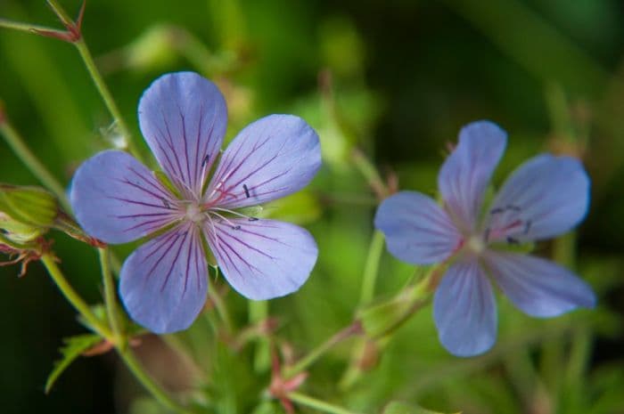 cranesbill 'Blue Cloud'