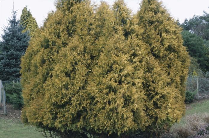 white cedar 'Rheingold'