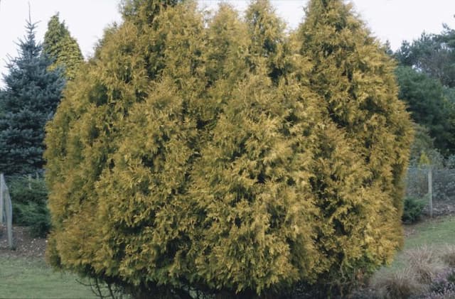 White cedar 'Rheingold'