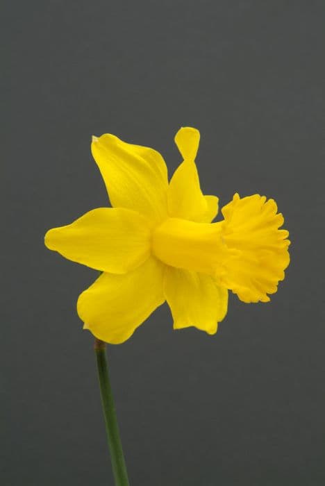 daffodil 'Jacob Maurer'