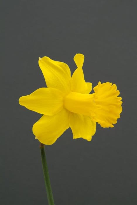Daffodil 'Jacob Maurer'