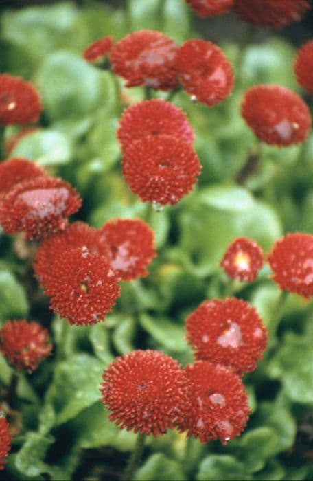 daisy 'Romi Red'