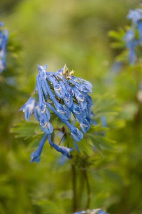 corydalis 'Tory MP'