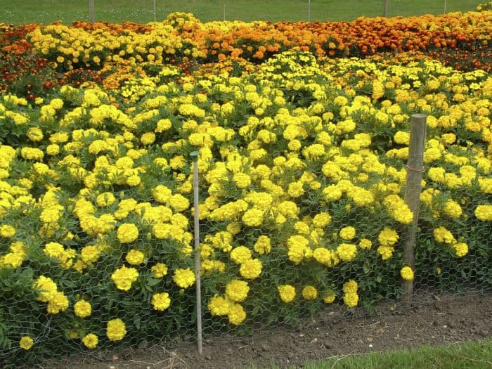 French marigold 'Zenith Yellow'