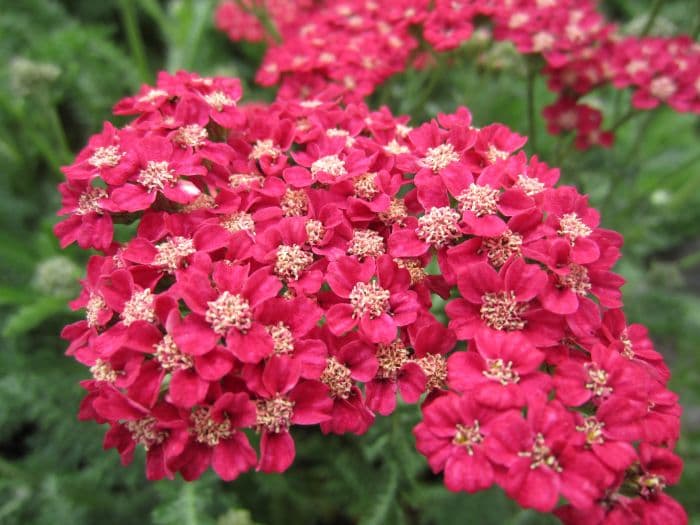 yarrow 'Rose Madder'