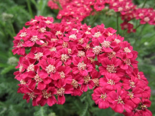 Yarrow 'Rose Madder'