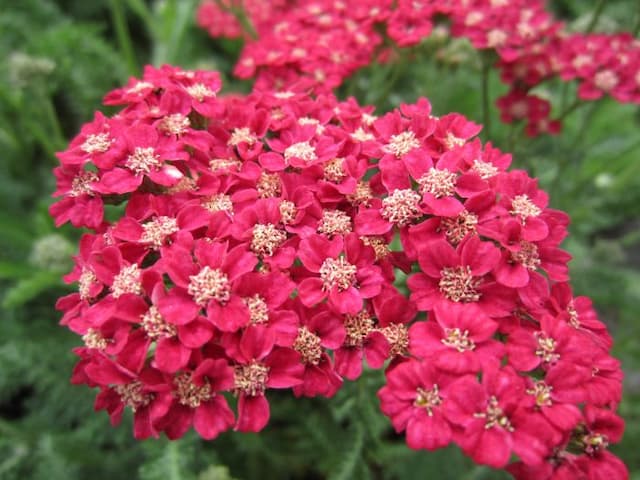 Yarrow 'Rose Madder'