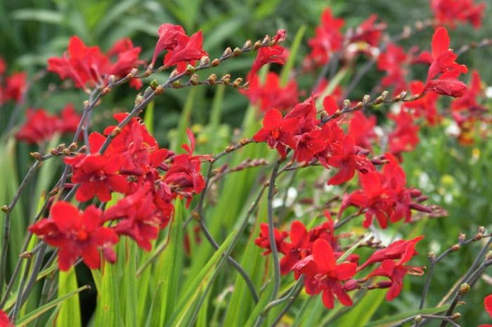 montbretia 'Hellfire'