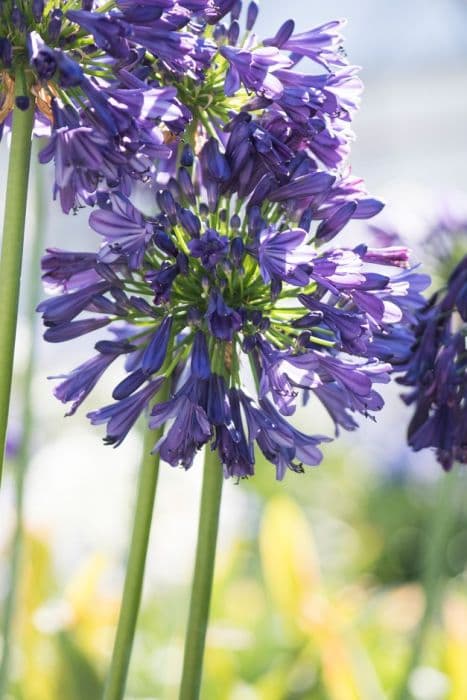 African lily 'Purple Delight'