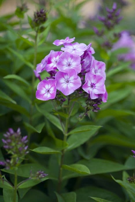 perennial phlox [Purple Eye Flame]