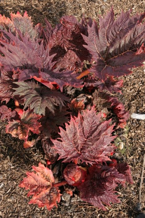 rhubarb 'Hadspen Crimson'