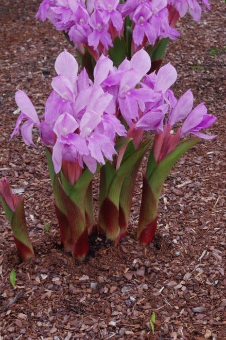 Roscoea 'McBeath's Pink'