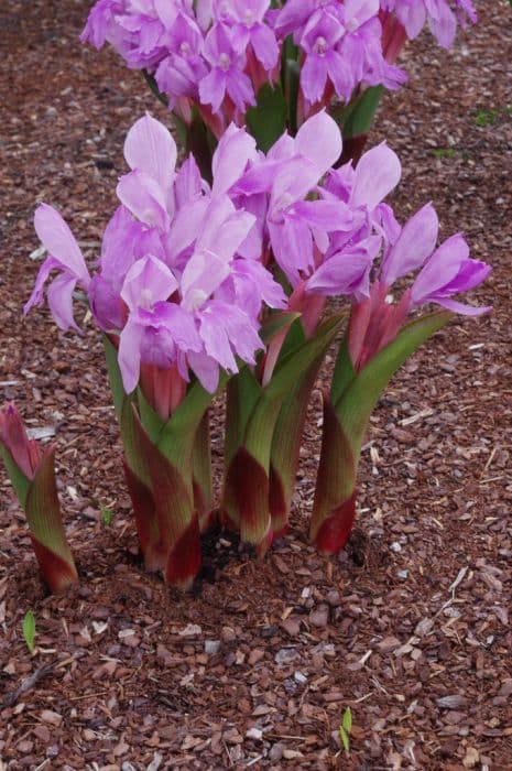 Roscoea 'McBeath's Pink'