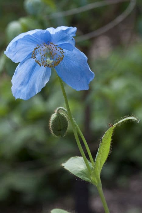 Himalayan blue poppy Fertile Blue Group