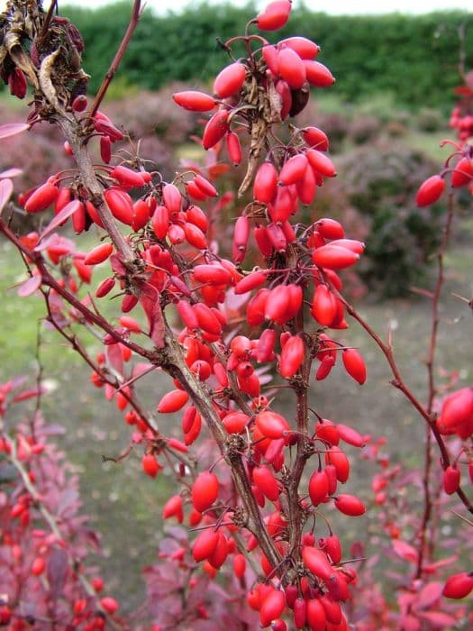 Japanese barberry 'Red Pillar'