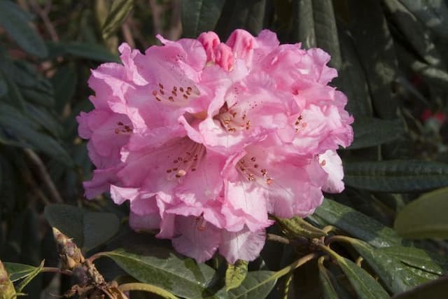 Rhododendron 'Tony Schilling'