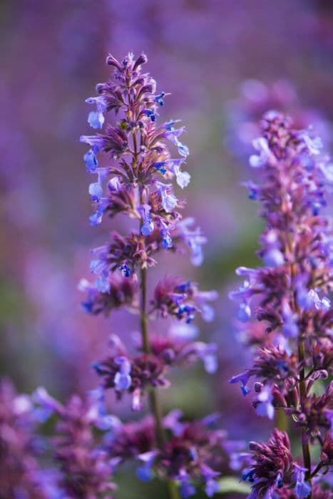 catmint 'Chettle Blue'