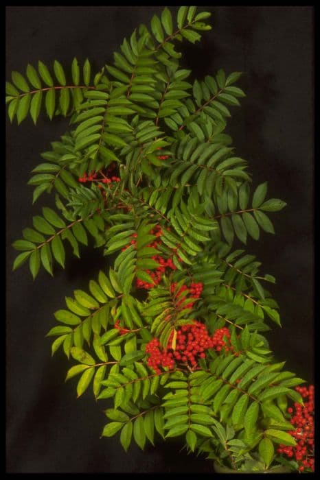 Japanese rowan 'Embley'